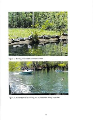 [Figure 5: Basking imperiled Suwannee Cooters; Figure 6: Motorized vessel sharing the channel with young swimmer]