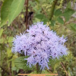 [Blue Mistflower or Ageratum, whiteweed, Sugar Creek @ WaterGoat, Sugar Creek @ WaterGoat 2025-10-10]