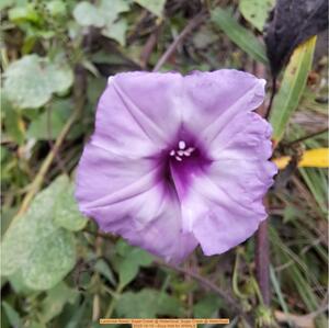 [Lavendar flower, Sugar Creek @ WaterGoat, Sugar Creek @ WaterGoat 2025-10-10]