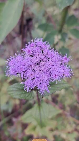 [Movie: Blue Mistflower (5.3M)]