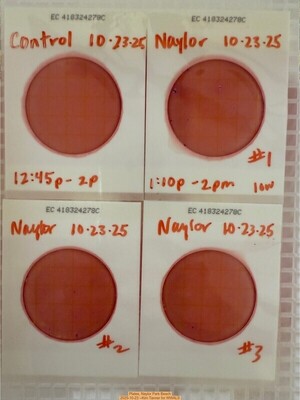 [Plates, Naylor Park Beach 2025-10-23 --Kim Tanner for WWALS]