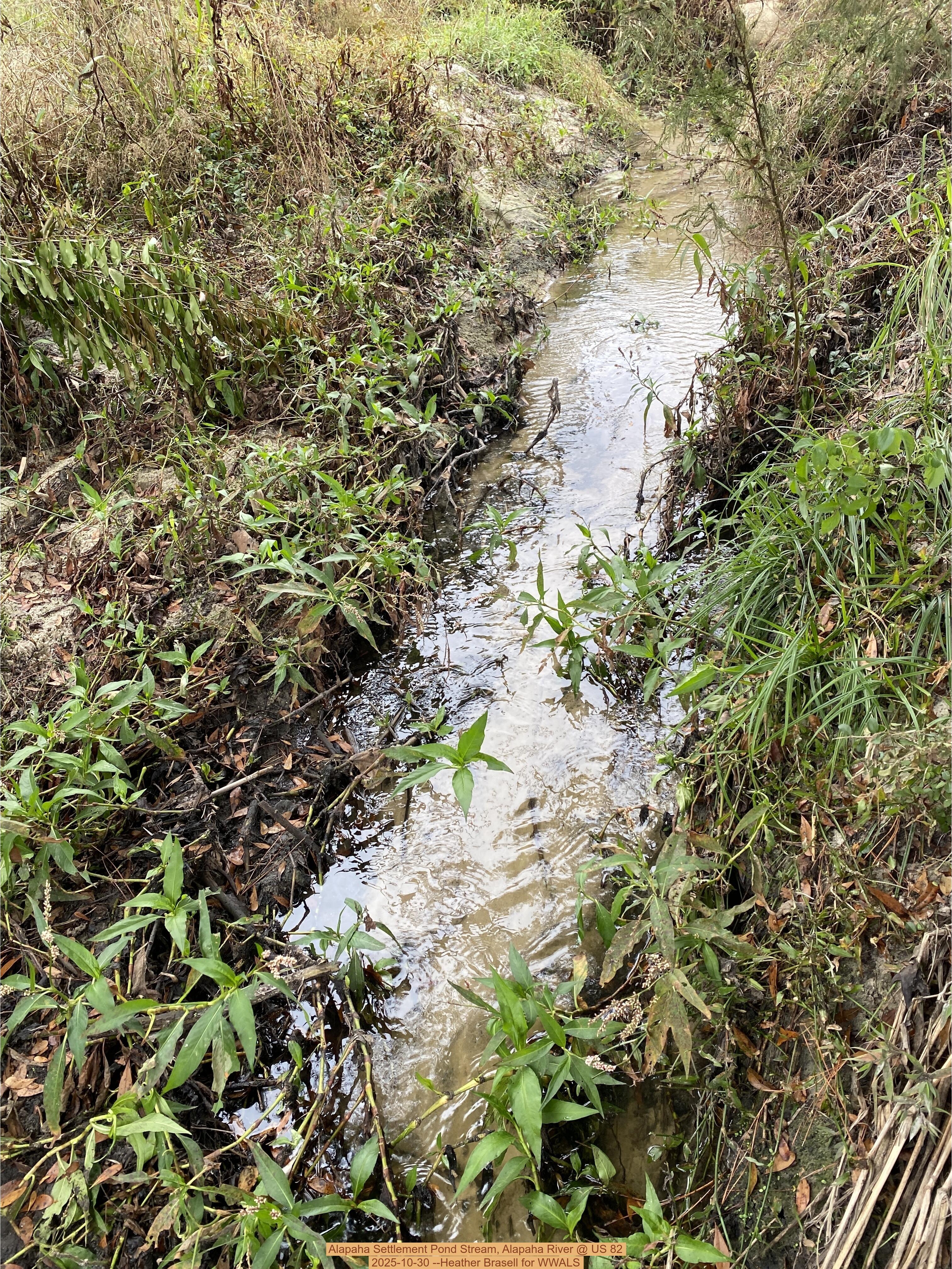 Alapaha Settlement Pond Stream, Alapaha River @ US 82 2025-10-30 --Heather Brasell for WWALS