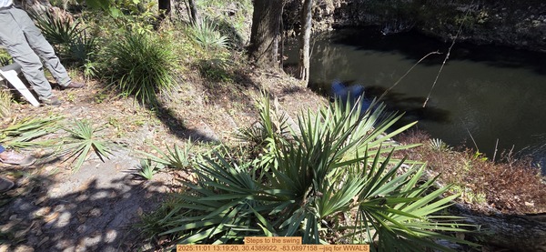 [Steps to the swing, 2025:11:01 13:19:20, 30.4389922, -83.0897158 --jsq for WWALS]