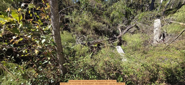 [Downstream aroyo towards Alapaha River Rise, 2025:11:01 13:27:58, 30.4382297, -83.0888168 --jsq for WWALS]