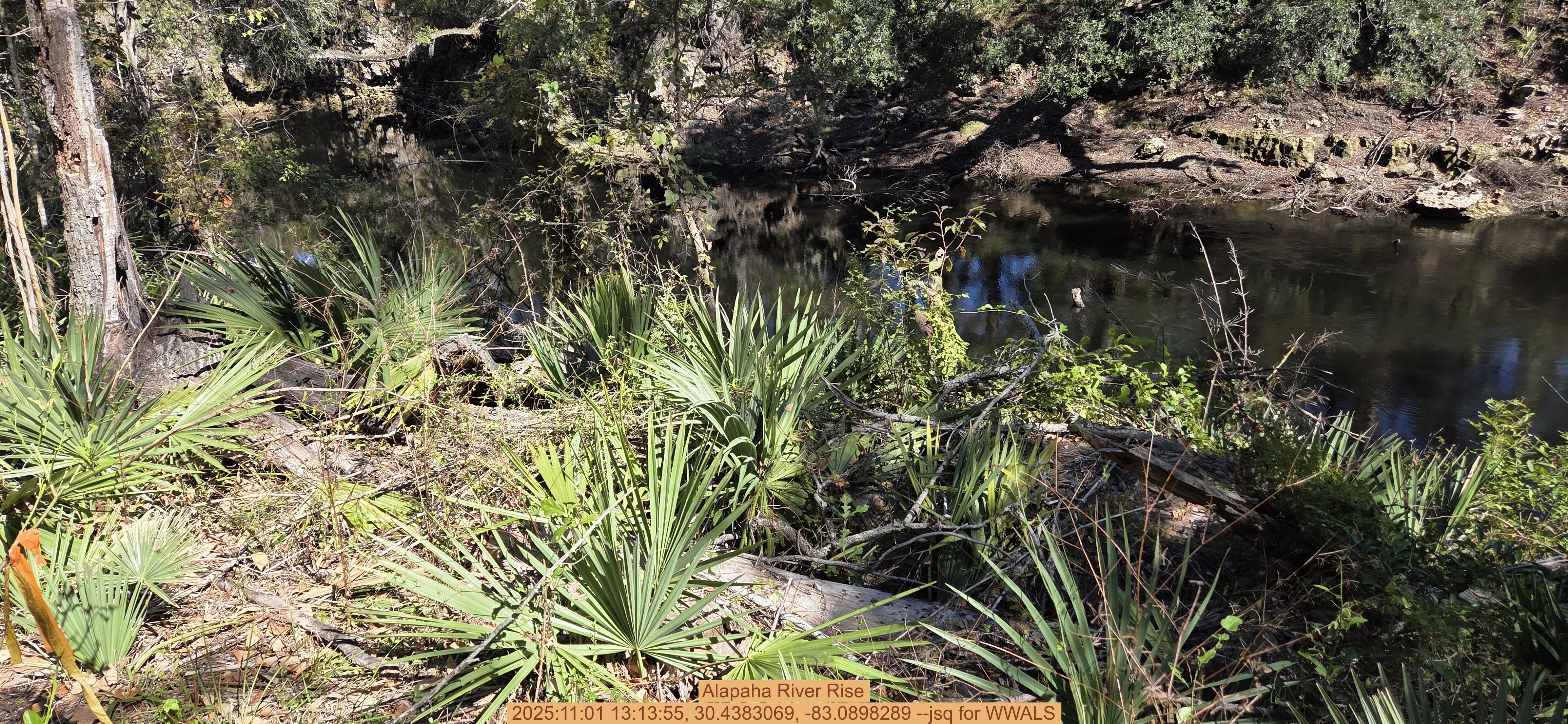 Alapaha River Rise, 2025:11:01 13:13:55, 30.4383069, -83.0898289 --jsq for WWALS