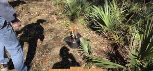 [A planted bush, 2025:11:01 13:13:39, 30.4383069, -83.0898289 --jsq for WWALS]