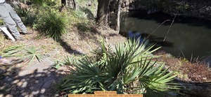 [Steps to the swing, 2025:11:01 13:19:20, 30.4389922, -83.0897158 --jsq for WWALS]