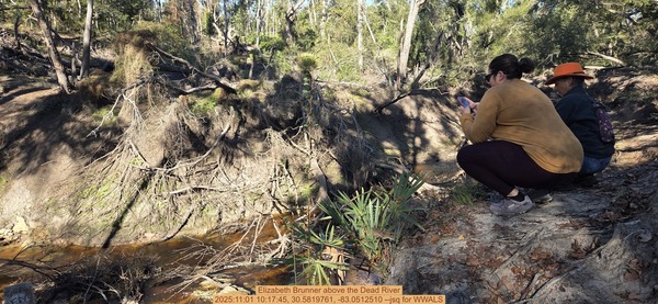 [Elizabeth Brunner above the Dead River, 2025:11:01 10:17:45, 30.5819761, -83.0512510 --jsq for WWALS]