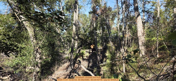 [Elizabeth climbed the bluff, 2025:11:01 10:50:53, 30.5823580, -83.0516776 --jsq for WWALS]