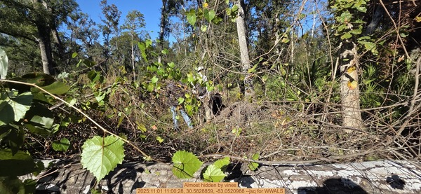[Almost hidden by vines, 2025:11:01 11:00:28, 30.5828859, -83.0520988 --jsq for WWALS]