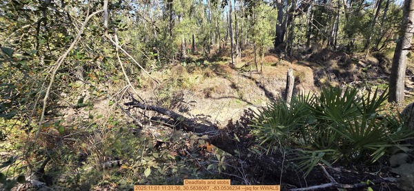 [Deadfalls and stobs, 2025:11:01 11:31:36, 30.5838087, -83.0536234 --jsq for WWALS]