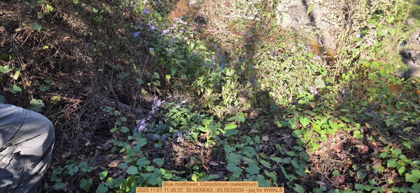 [Blue mistflower, Conoclinium coelestinum, 2025:11:01 11:35:37, 30.5839083, -83.0535030 --jsq for WWALS]