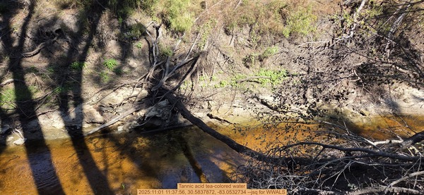 [Tannic acid tea-colored water, 2025:11:01 11:37:56, 30.5837872, -83.0532734 --jsq for WWALS]