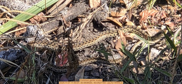 [Common garter snake, 2025:11:01 11:45:07, 30.5838520, -83.0527164 --jsq for WWALS]