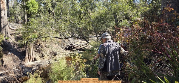 [Pokeweed ravine, 2025:11:01 11:47:48, 30.5838884, -83.0526727 --jsq for WWALS]