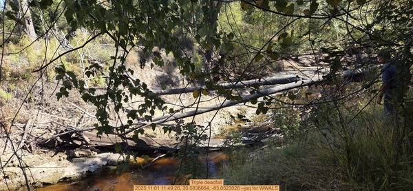 [Triple deadfall, 2025:11:01 11:49:26, 30.5838664, -83.0523026 --jsq for WWALS]