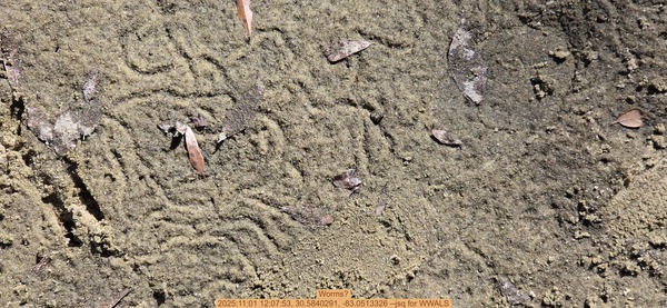 [Worms?, 2025:11:01 12:07:53, 30.5840291, -83.0513326 --jsq for WWALS]