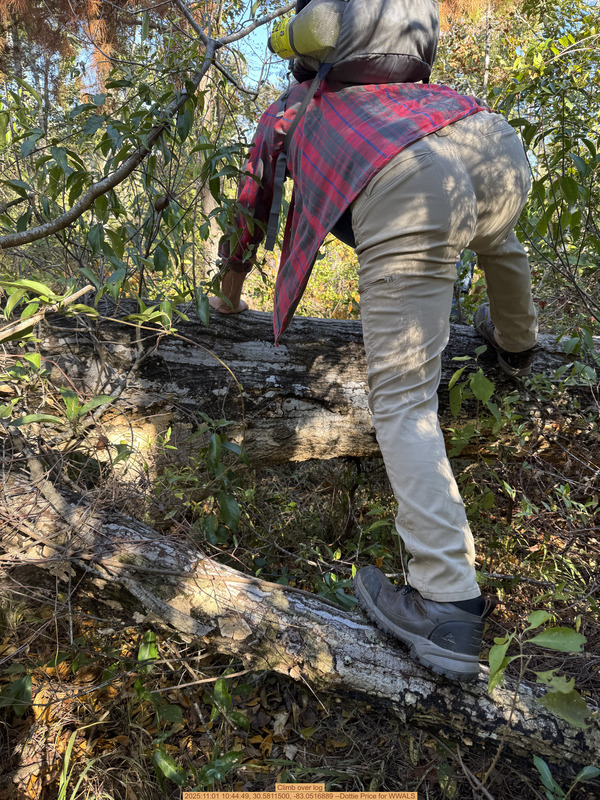 [Climb over log, 2025:11:01 10:44:49, 30.5811500, -83.0516889 --Dottie Price for WWALS]