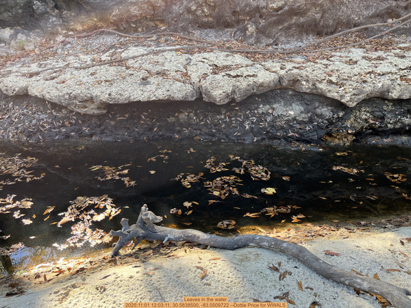 [Leaves in the water, 2025:11:01 12:03:11, 30.5838500, -83.0509722 --Dottie Price for WWALS]