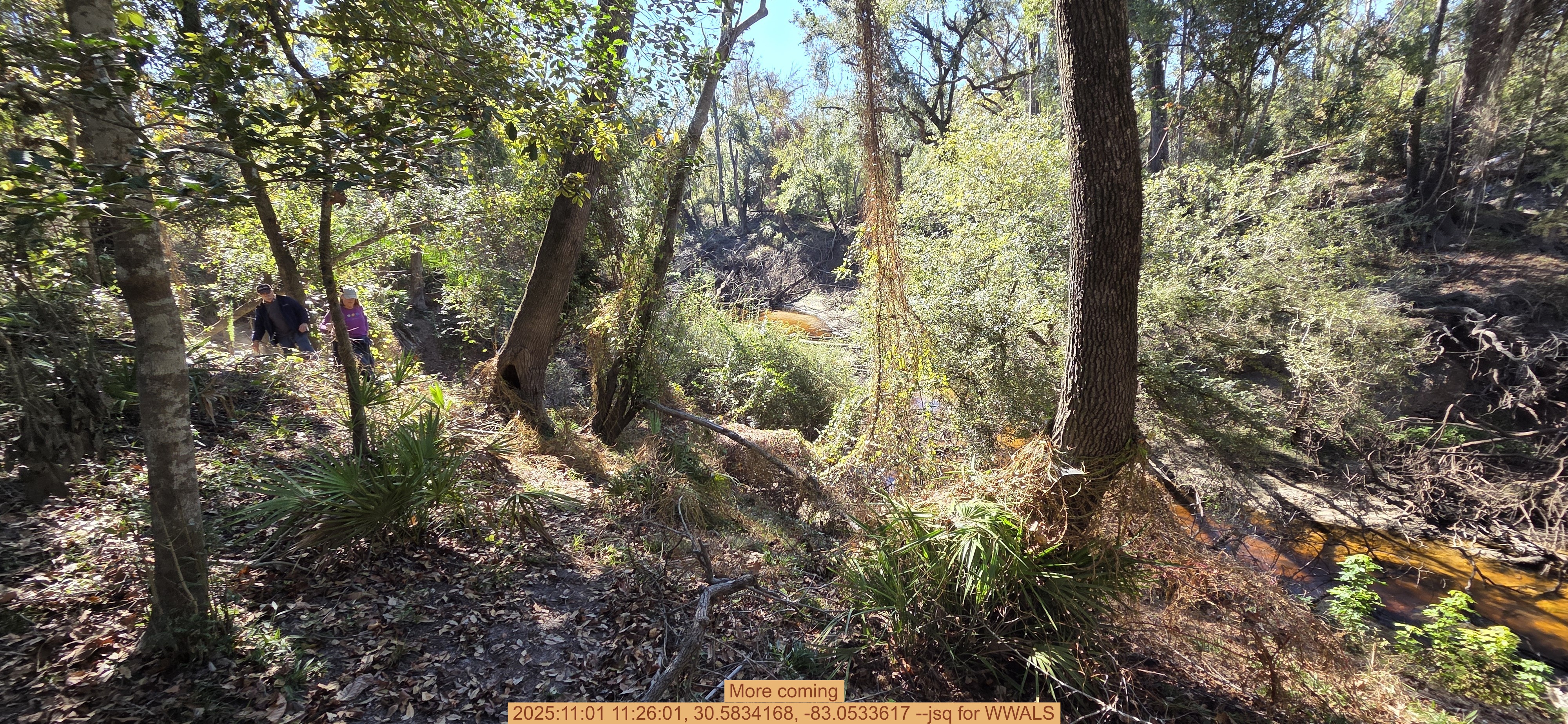 More coming, 2025:11:01 11:26:01, 30.5834168, -83.0533617 --jsq for WWALS