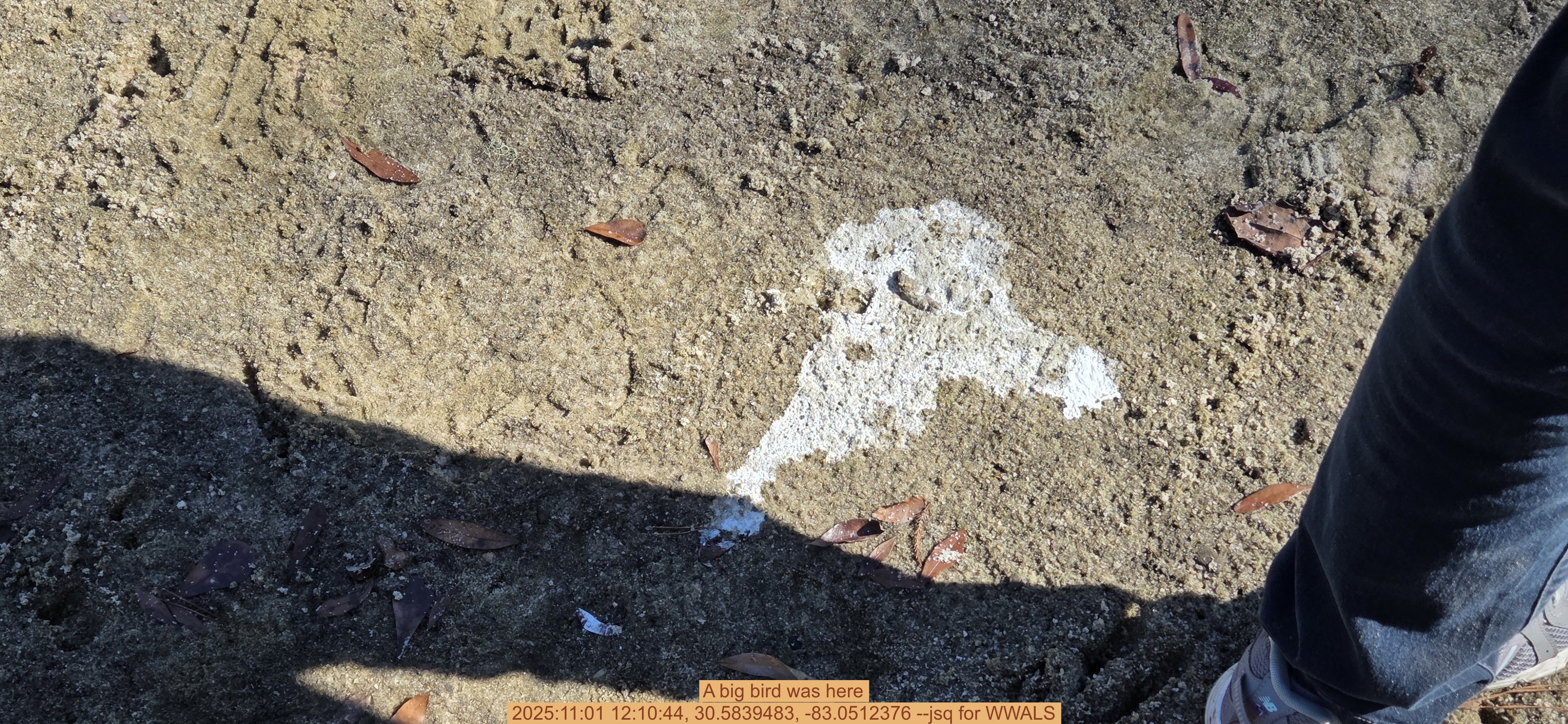 A big bird was here, 2025:11:01 12:10:44, 30.5839483, -83.0512376 --jsq for WWALS
