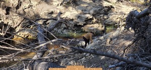 [Elizabeth Descends, 2025:11:01 10:46:14, 30.5822841, -83.0516958 --jsq for WWALS]