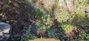 [Blue mistflower, Conoclinium coelestinum, 2025:11:01 11:35:37, 30.5839083, -83.0535030 --jsq for WWALS]