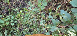 [Pokeberry and grapevine, 2025:11:01 11:35:49, 30.5839013, -83.0535112 --jsq for WWALS]