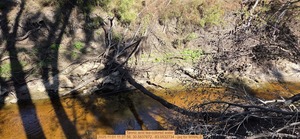 [Tannic acid tea-colored water, 2025:11:01 11:37:56, 30.5837872, -83.0532734 --jsq for WWALS]