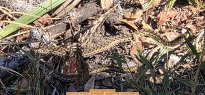 [Common garter snake, 2025:11:01 11:45:07, 30.5838520, -83.0527164 --jsq for WWALS]