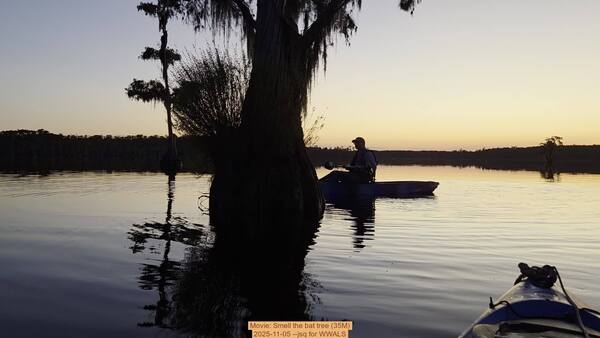 Movie: Smell the bat tree (35M), 2025-11-05 --jsq for WWALS