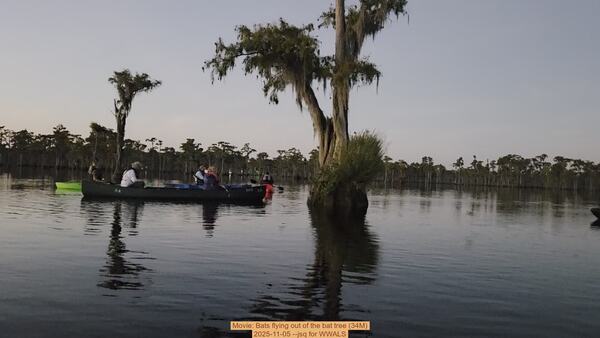 [Movie: Bats flying out of the bat tree (34M), 2025-11-05 --jsq for WWALS]