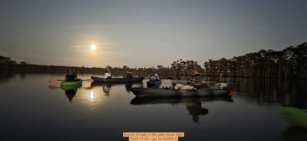 Bunch of bats in the pale moon light, 2025-11-05 --jsq for WWALS