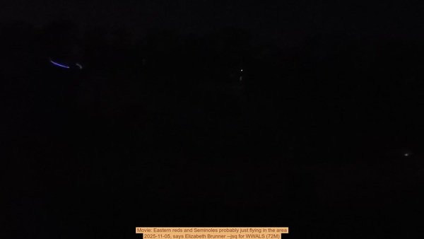 Movie: Eastern reds and Seminoles probably just flying in the area, 2025-11-05, says Elizabeth Brunner --jsq for WWALS (72M)