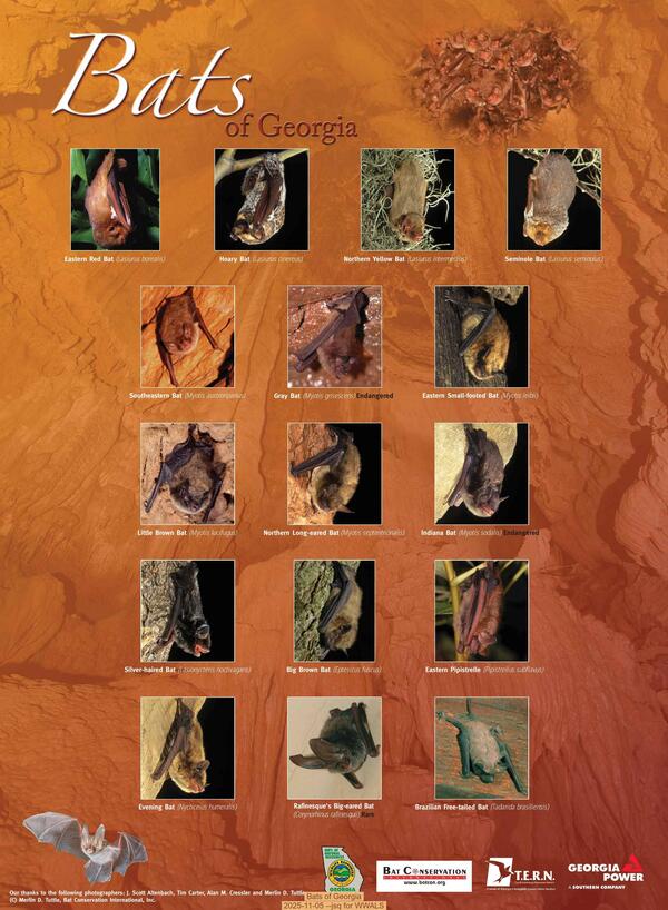 [Bats of Georgia, 2025-11-05 --jsq for WWALS]
