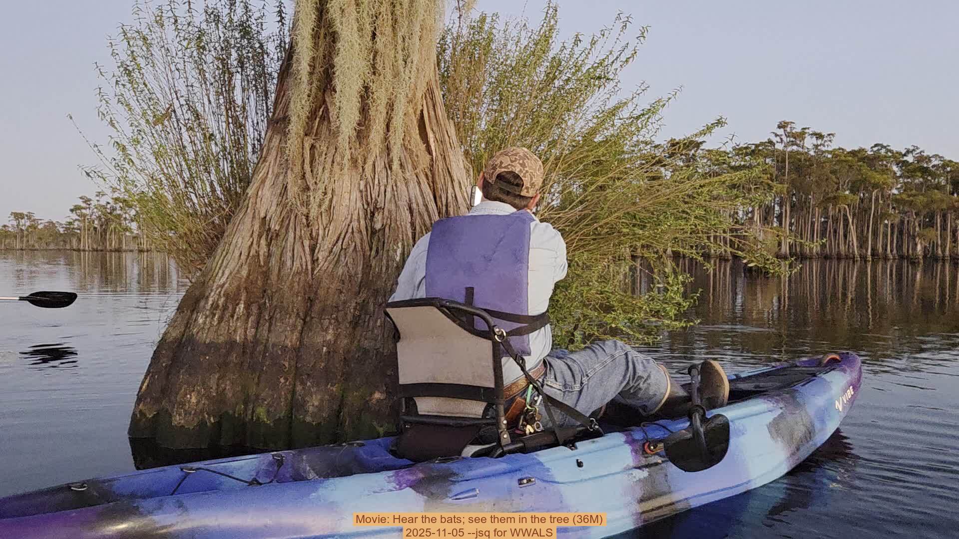 Movie: Hear the bats; see them in the tree (36M), 2025-11-05 --jsq for WWALS