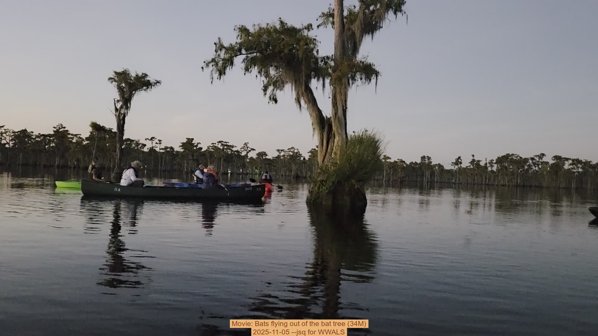 Movie: Bats flying out of the bat tree (34M), 2025-11-05 --jsq for WWALS