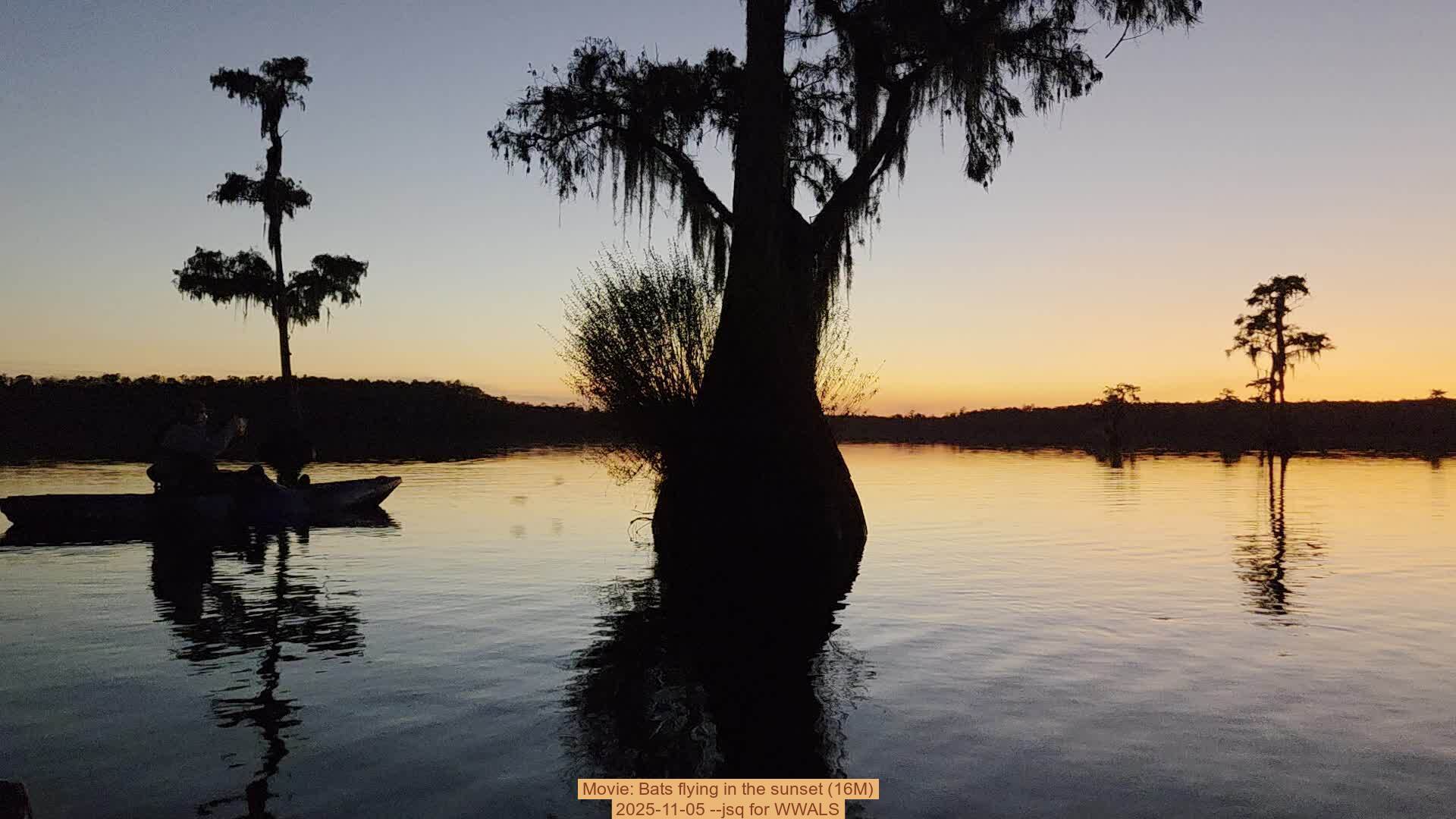 Movie: Bats flying in the sunset (16M), 2025-11-05 --jsq for WWALS