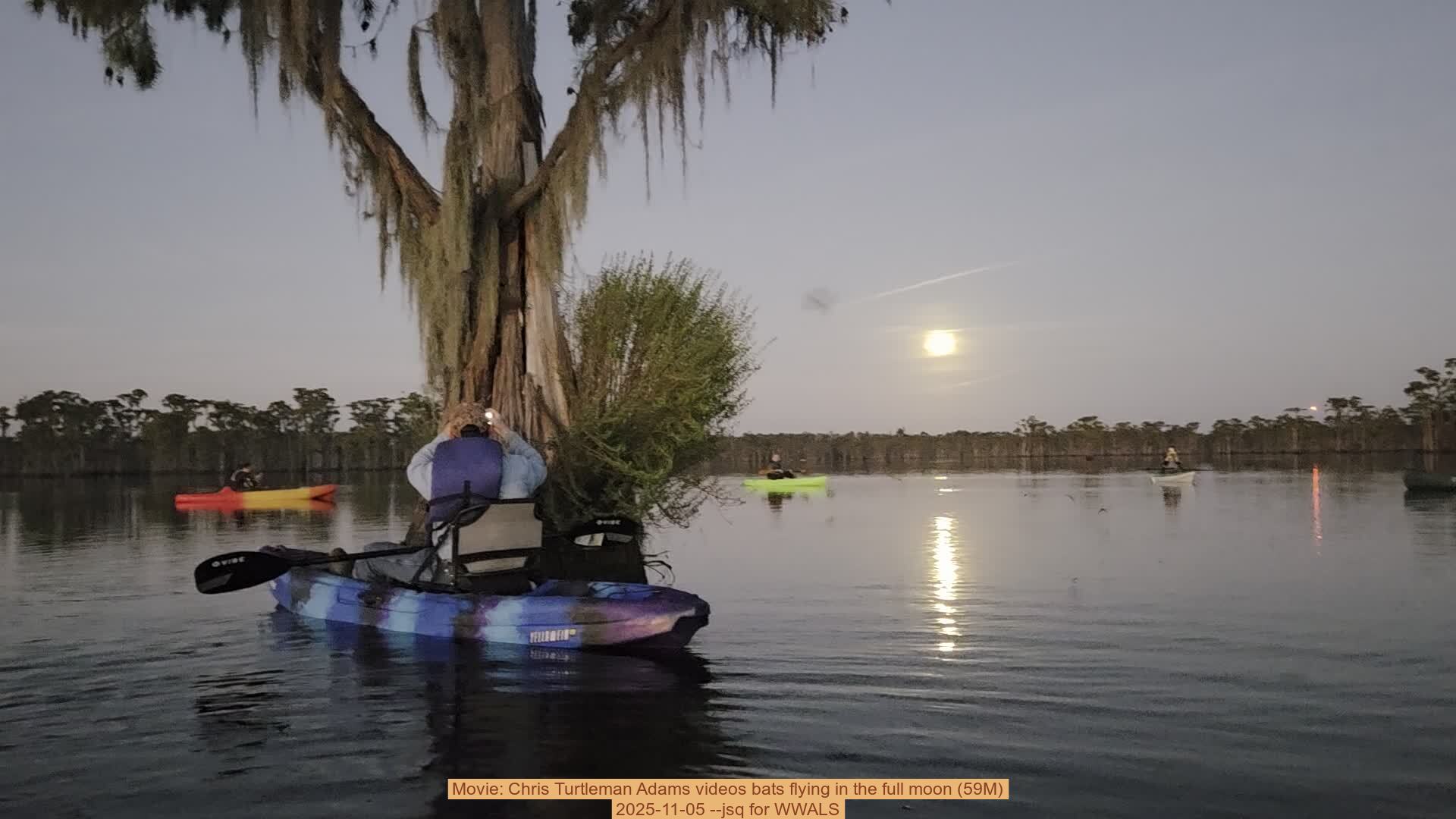 Movie: Chris Turtleman Adams videos bats flying in the full moon (59M), 2025-11-05 --jsq for WWALS