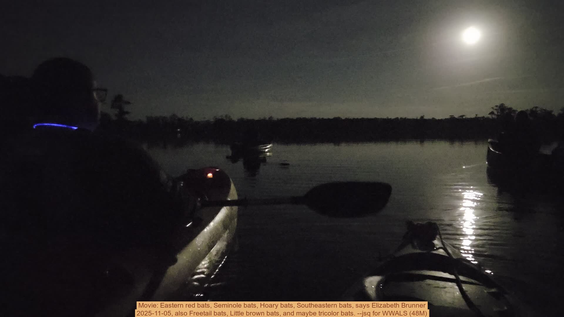 Movie: Eastern red bats, Seminole bats, Hoary bats, Southeastern bats, says Elizabeth Brunner, 2025-11-05, also Freetail bats, Little brown bats, and maybe tricolor bats. --jsq for WWALS (48M)