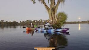 [Movie: Bat tree and full moon risen (26M), 2025-11-05 --jsq for WWALS]