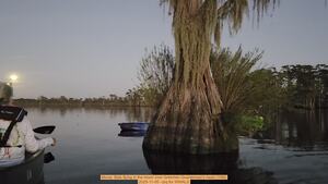 [Movie: Bats flying in the moon over Gretchen Quarterman's head (10M), 2025-11-05 --jsq for WWALS]