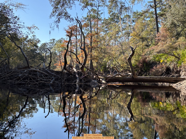 [US 441 Deadfalls, 2025-11-12 --Shirley Kokidko for WWALS]