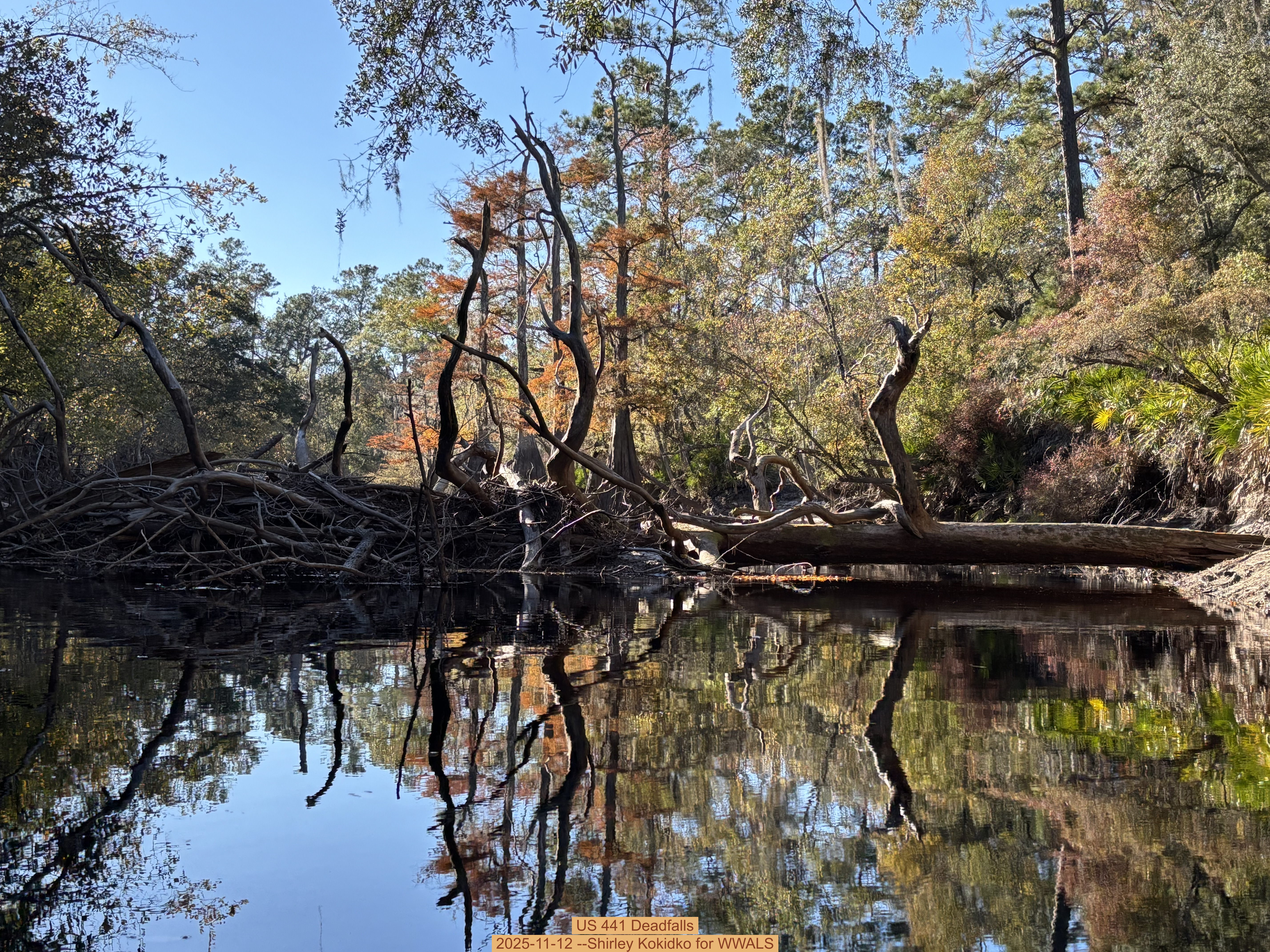 US 441 Deadfalls, 2025-11-12 --Shirley Kokidko for WWALS