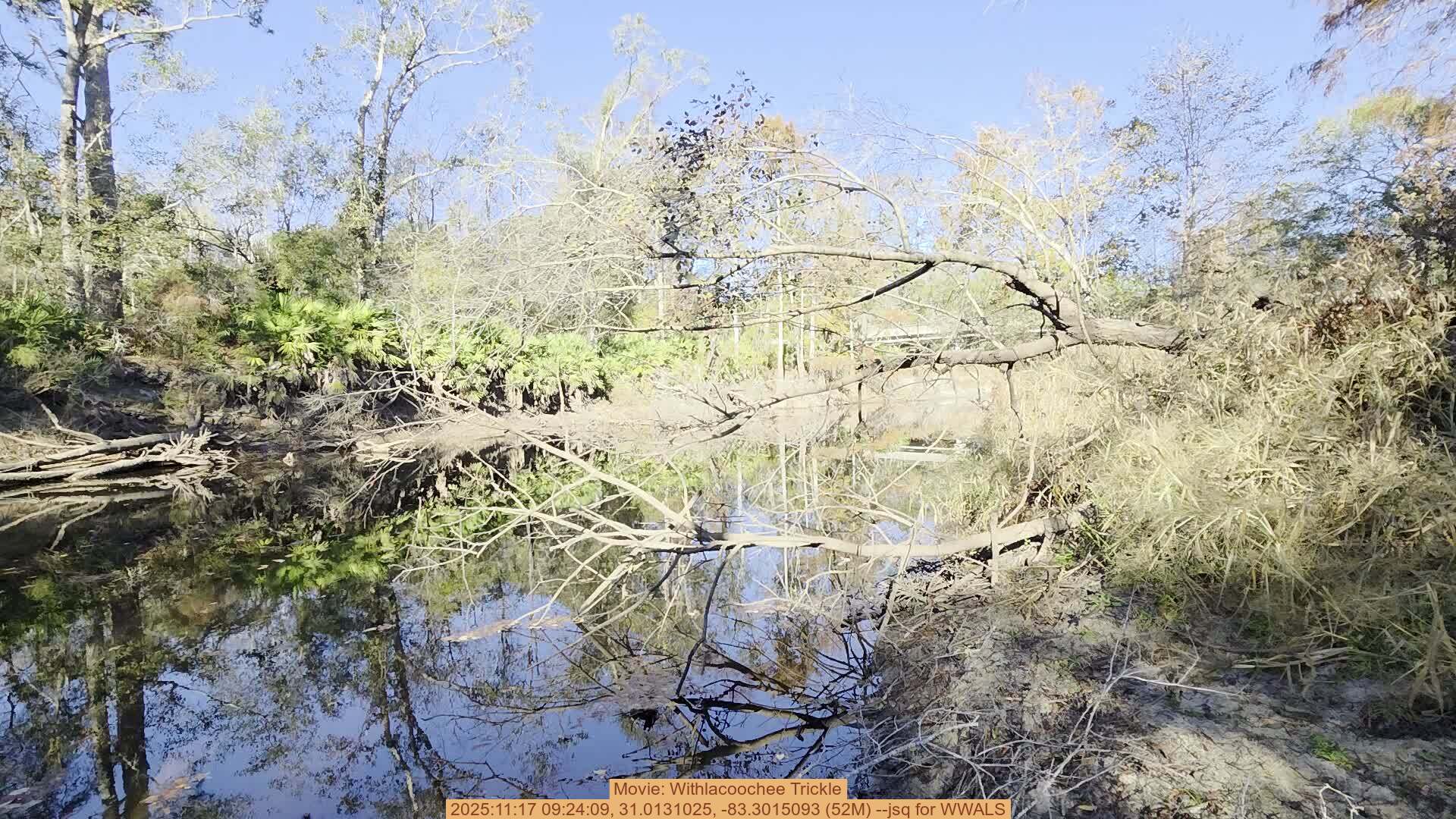 Movie: Withlacoochee Trickle, 2025:11:17 09:24:09, 31.0131025, -83.3015093 (52M) --jsq for WWALS