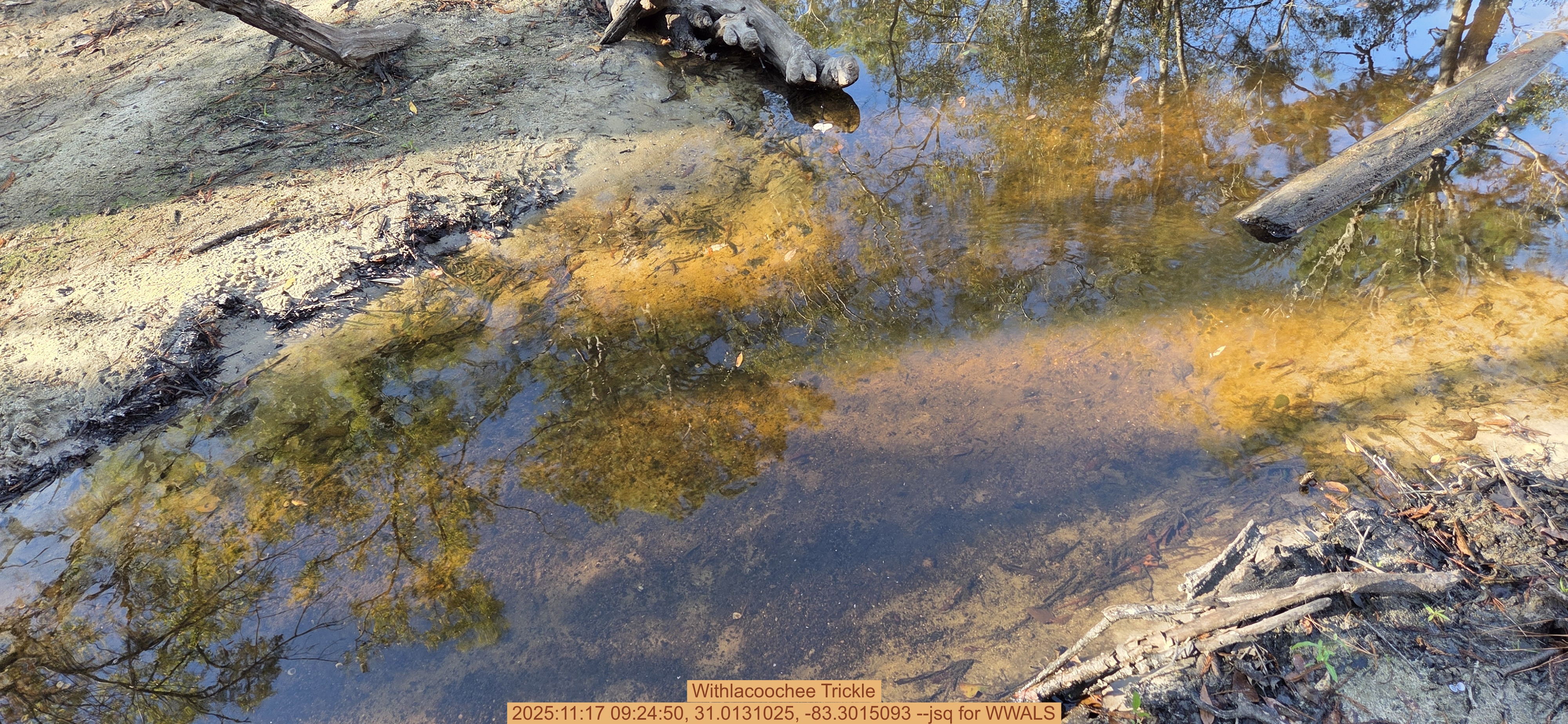 Withlacoochee Trickle, 2025:11:17 09:24:50, 31.0131025, -83.3015093 --jsq for WWALS