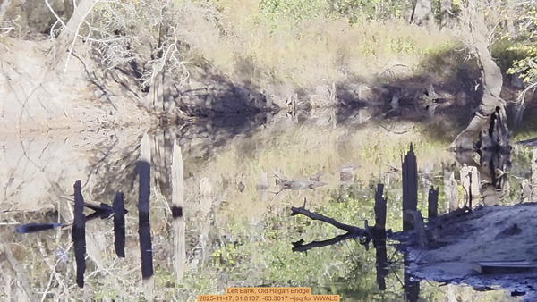[Left Bank, Old Hagan Bridge, 2025-11-17, 31.0137, -83.3017 --jsq for WWALS]