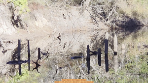 [Right Bank, Old Hagan Bridge, 2025-11-17, 31.0137, -83.3017 --jsq for WWALS]