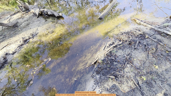 [Movie: Withlacoochee Trickle, 2025:11:17 09:24:50, 31.0131025, -83.3015093 --jsq for WWALS]