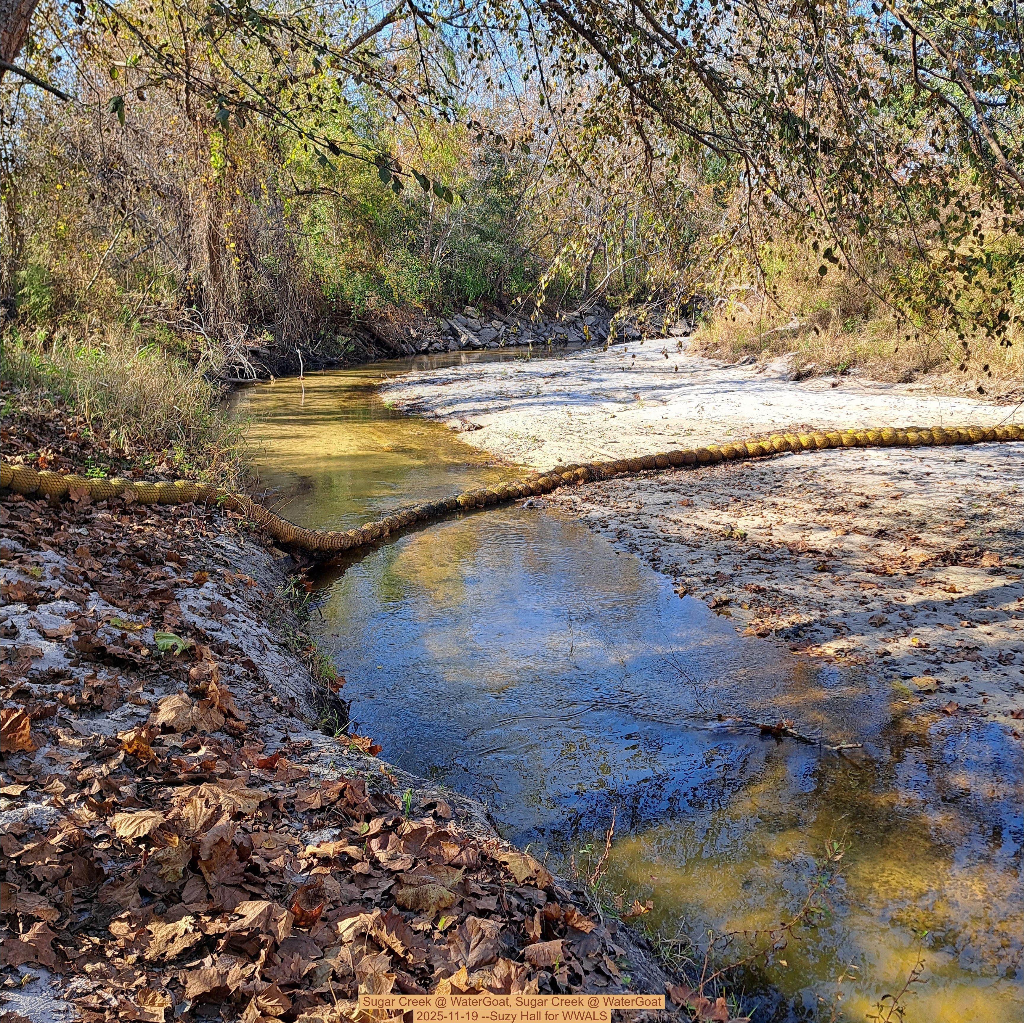 Sugar Creek @ WaterGoat, Sugar Creek @ WaterGoat 2025-11-19 --Suzy Hall for WWALS